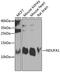 NADH:Ubiquinone Oxidoreductase Subunit A1 antibody, GTX32740, GeneTex, Western Blot image 