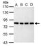 SLU7 Homolog, Splicing Factor antibody, GTX125955, GeneTex, Western Blot image 