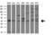 TNF Receptor Superfamily Member 10b antibody, M00410-1, Boster Biological Technology, Western Blot image 