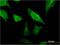 MOB Kinase Activator 1B antibody, H00092597-M07, Novus Biologicals, Immunofluorescence image 
