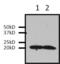 HRas Proto-Oncogene, GTPase antibody, MA1-012, Invitrogen Antibodies, Immunoprecipitation image 