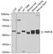 Peptidase, Mitochondrial Processing Beta Subunit antibody, 19-337, ProSci, Western Blot image 