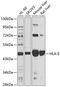 Major Histocompatibility Complex, Class I, E antibody, 15-427, ProSci, Western Blot image 
