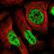 Selenide, water dikinase 2 antibody, HPA047931, Atlas Antibodies, Immunofluorescence image 