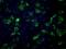 Fumarate Hydratase antibody, GTX84498, GeneTex, Immunofluorescence image 