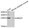 Heparin Binding EGF Like Growth Factor antibody, abx006691, Abbexa, Western Blot image 