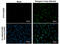 Dengue virus antibody, GTX124280, GeneTex, Immunocytochemistry image 