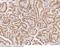 Paired Box 8 antibody, 14505-T24, Sino Biological, Immunohistochemistry frozen image 