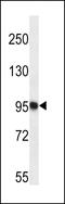 Trafficking Protein Particle Complex 12 antibody, LS-C160288, Lifespan Biosciences, Western Blot image 