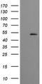 Cbl Proto-Oncogene C antibody, LS-C174117, Lifespan Biosciences, Western Blot image 