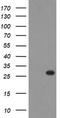 THAP Domain Containing 6 antibody, TA800256S, Origene, Western Blot image 