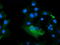 Kallikrein Related Peptidase 8 antibody, LS-C174701, Lifespan Biosciences, Immunofluorescence image 