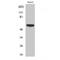 Acrosin-binding protein antibody, LS-C385244, Lifespan Biosciences, Western Blot image 