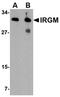 Immunity Related GTPase M antibody, orb74967, Biorbyt, Western Blot image 