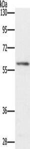 TRAF-Type Zinc Finger Domain Containing 1 antibody, TA349448, Origene, Western Blot image 