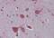 Ribonucleic Acid Export 1 antibody, NB100-1894, Novus Biologicals, Immunohistochemistry frozen image 