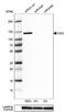 DIS3 Homolog, Exosome Endoribonuclease And 3'-5' Exoribonuclease antibody, NBP1-85209, Novus Biologicals, Western Blot image 