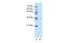 DNA Polymerase Epsilon 4, Accessory Subunit antibody, PA5-41595, Invitrogen Antibodies, Western Blot image 