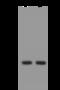 Ras-related protein Rab-5C antibody, 200504-T32, Sino Biological, Western Blot image 