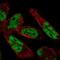 WW Domain Binding Protein 11 antibody, NBP2-58142, Novus Biologicals, Immunofluorescence image 