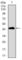 Dynein Axonemal Light Chain 4 antibody, abx015839, Abbexa, Western Blot image 