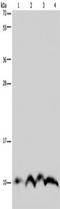 NDUFA4 Mitochondrial Complex Associated antibody, TA351429, Origene, Western Blot image 