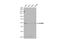 NOP2/Sun RNA Methyltransferase 6 antibody, GTX107157, GeneTex, Western Blot image 