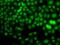 Polycomb Group Ring Finger 6 antibody, GTX32775, GeneTex, Immunocytochemistry image 