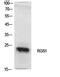 Regulator Of G Protein Signaling 1 antibody, PA5-51127, Invitrogen Antibodies, Western Blot image 