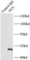 Transforming Growth Factor Beta 1 Induced Transcript 1 antibody, FNab03858, FineTest, Immunoprecipitation image 