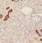 OTU Deubiquitinase 7B antibody, FNab06043, FineTest, Immunohistochemistry frozen image 