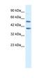 MYC Binding Protein antibody, orb382499, Biorbyt, Western Blot image 