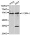 Il13r antibody, abx005081, Abbexa, Western Blot image 