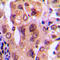 Nucleophosmin 1 antibody, LS-C352605, Lifespan Biosciences, Immunohistochemistry frozen image 