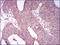 Hepatocyte Nuclear Factor 4 Alpha antibody, orb339196, Biorbyt, Immunohistochemistry paraffin image 