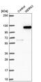 WD Repeat Domain 63 antibody, HPA038526, Atlas Antibodies, Western Blot image 