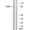 LDL Receptor Related Protein 3 antibody, PA5-50051, Invitrogen Antibodies, Western Blot image 