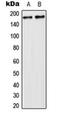 Ubiquitin Specific Peptidase 32 antibody, orb224134, Biorbyt, Western Blot image 