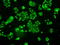 Neurotrophic Receptor Tyrosine Kinase 3 antibody, LS-C114633, Lifespan Biosciences, Immunofluorescence image 