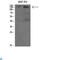 Autophagy And Beclin 1 Regulator 1 antibody, LS-C813557, Lifespan Biosciences, Western Blot image 