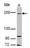 RB1 Inducible Coiled-Coil 1 antibody, PA5-28563, Invitrogen Antibodies, Western Blot image 