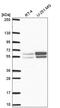 Nucleosome Assembly Protein 1 Like 2 antibody, HPA054050, Atlas Antibodies, Western Blot image 