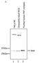 WD Repeat Domain 61 antibody, CI1032, Boster Biological Technology, Chromatin Immunoprecipitation image 