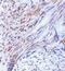 Tripartite Motif Containing 5 antibody, NBP1-77207, Novus Biologicals, Immunohistochemistry frozen image 