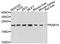 RAB18, Member RAS Oncogene Family antibody, A2812, ABclonal Technology, Western Blot image 