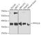 Protein Phosphatase 1 Catalytic Subunit Alpha antibody, LS-C747567, Lifespan Biosciences, Western Blot image 