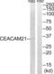 Carcinoembryonic Antigen Related Cell Adhesion Molecule 21 antibody, abx014324, Abbexa, Western Blot image 