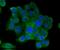 CD9 Molecule antibody, NBP2-67310, Novus Biologicals, Immunofluorescence image 