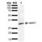 Matrix Metallopeptidase 7 antibody, LS-C777042, Lifespan Biosciences, Western Blot image 