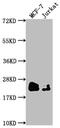 O-6-Methylguanine-DNA Methyltransferase antibody, CSB-RA966553A0HU, Cusabio, Western Blot image 